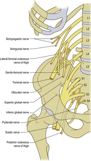 <p>femoral nerve</p><p>Cutaneous Nerves: Lateral Femoral Cutaneous Nerve; sensory branches of Femoral Nerve (including saphenous nerve)</p><p>obturator nerve</p>