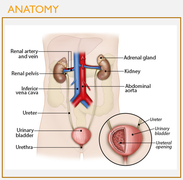 <p>Structures and function of the <strong>ureters</strong></p>