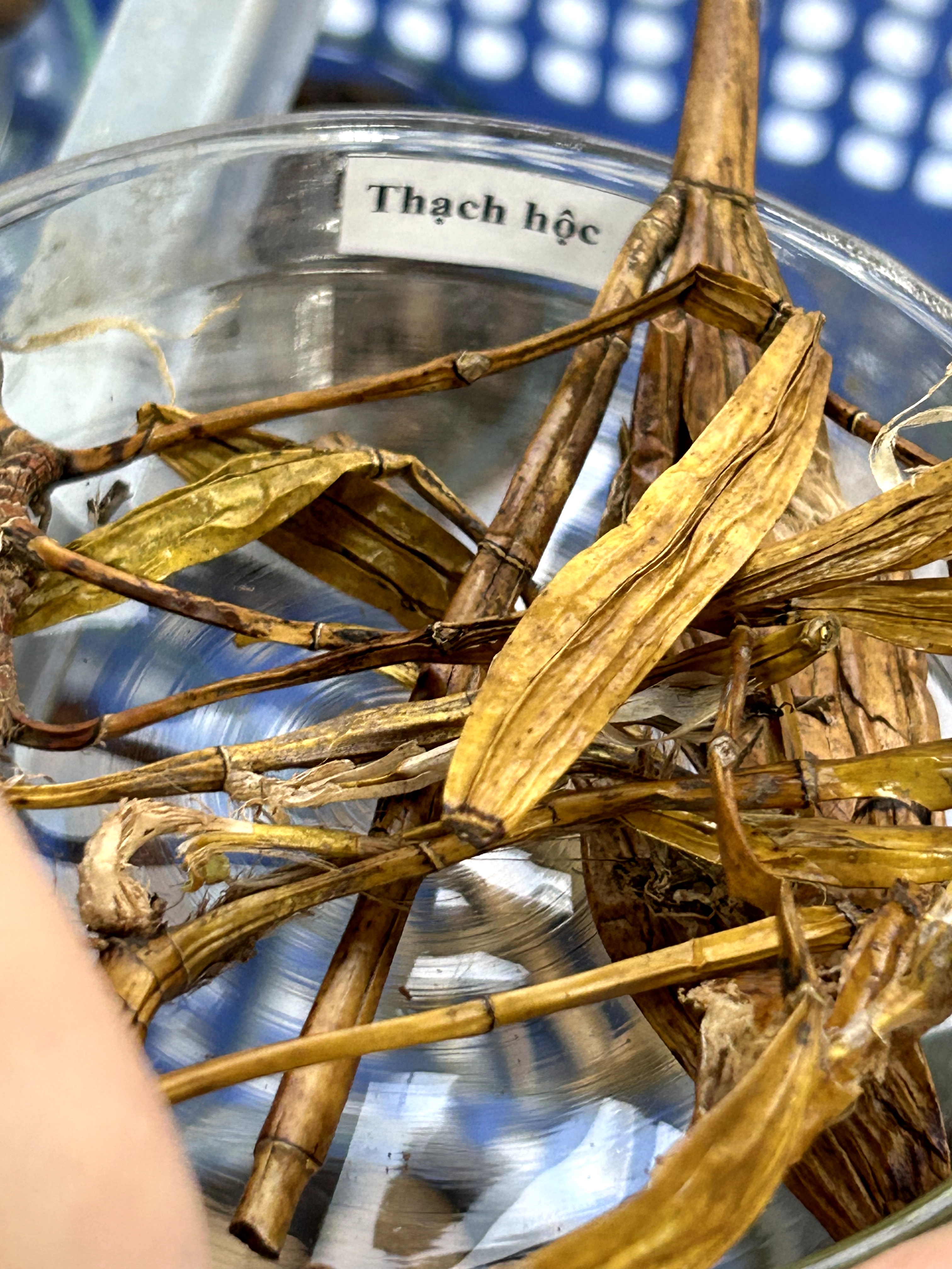 <p>thạch hộc</p>