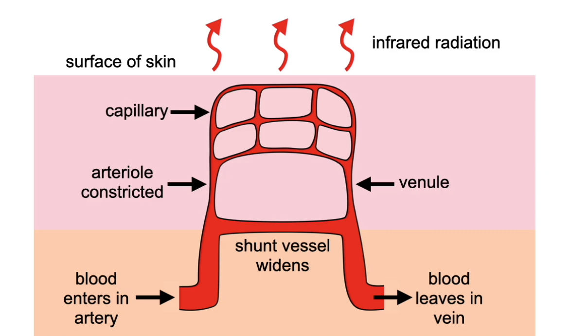 <p><strong><u>Shivering occurs:</u></strong></p><ul><li><p>rapid contraction & relaxation of muscles</p></li><li><p>increases respiration in muscle cells, releasing more heat energy</p></li></ul><p><strong><u>Erector pili muscles contract:</u></strong></p><ul><li><p>causes hairs to stand upright</p></li><li><p>increases the thickness of the layer of insulating air, reducing heat loss by radiation</p></li></ul><p><strong><u>Vasoconstriction occurs:</u></strong></p><ul><li><p>sphincter muscles surrounding the arterioles constrict & arteriovenous shunt vessel widens</p></li><li><p>less blood flows into the capillaries near skin’s surface & more blood flows through the arteriovenous shunt vessels</p></li><li><p>reduced cooling, as less heat is lost by radiation</p></li></ul><p><strong><u>Increased metabolic/respiration rate:</u></strong></p><ul><li><p>increased secretion of adrenaline & thyroxine from the adrenal & thyroid glands</p></li><li><p>increased metabolic heat generation</p></li></ul><p></p>