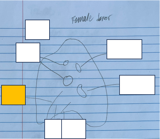 <p>id and func. + which lung</p>