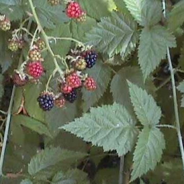 <p> California blackberry </p>