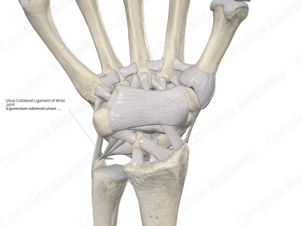 <p><strong>What attaches to the styloid process of the ulna?</strong></p>