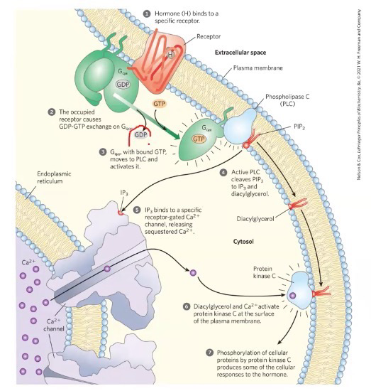 <p>Overall, similar in process to β-adrenergic receptor, it simply serves a different function</p><p>In this case, G<span><sub><span>α</span></sub><span> binds to Phospholipase C and activates phosphatidyl inositol diphosphate (PIP: membrane lipid)</span></span></p><p><span><span>Releases two second messengers:</span></span></p><ol><li><p><span><span>Inositol triphosphate (IP</span><sub><span>3</span></sub><span>): Activates a gated Ca</span><sup><span>2+</span></sup><span> channel, which activates protein kinase C</span></span></p></li><li><p><span><span>Diacylglycerol (DAG): Diffuses down the membrane to also activate protein kinase C, which takes a PIP</span><sub><span>2</span></sub><span> and cleaves it into IP</span><sub><span>3,</span></sub><span> activating another Ca</span><sup><span>2+</span></sup><span> channel</span></span></p></li></ol><p></p>