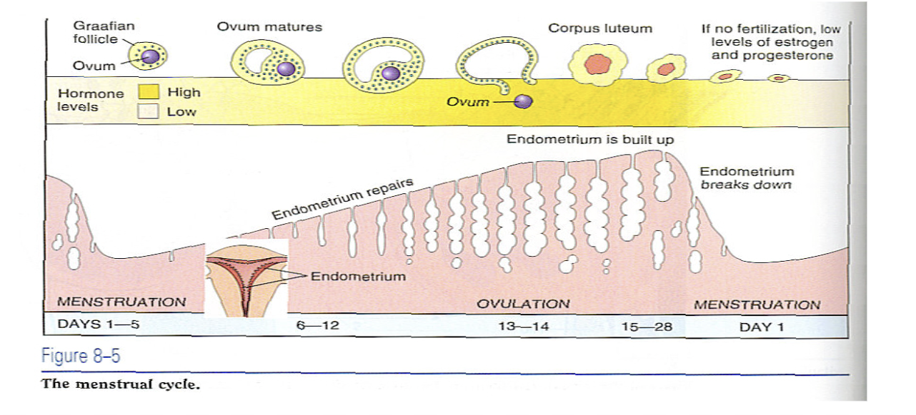 <p><span style="background-color: transparent; font-family: "Twentieth Century", sans-serif;"><strong>Menstrual Cycle </strong></span></p><p>corpus luteum</p>