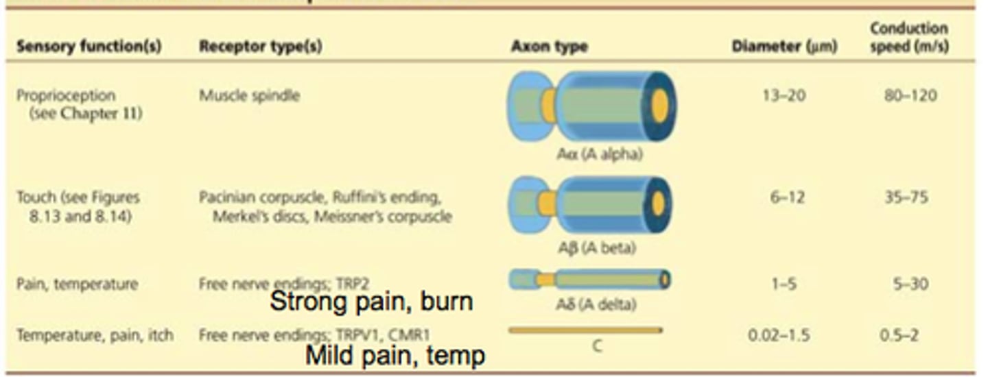<p>Mechanoreceptors have a thicker myelin sheath and a larger axon diameter than nociceptors and thermoreceptors.</p>