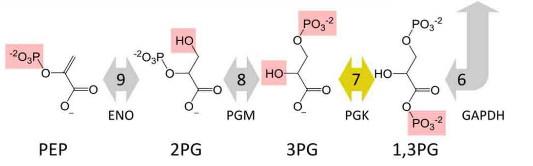 <p>the two molecules of 2-phosphoglycerate (2PGA) are converted into two molecules of phosphoenolpyruvate (PEP) by the enzyme enolase.</p><p>One water molecule is removed in this process.</p>