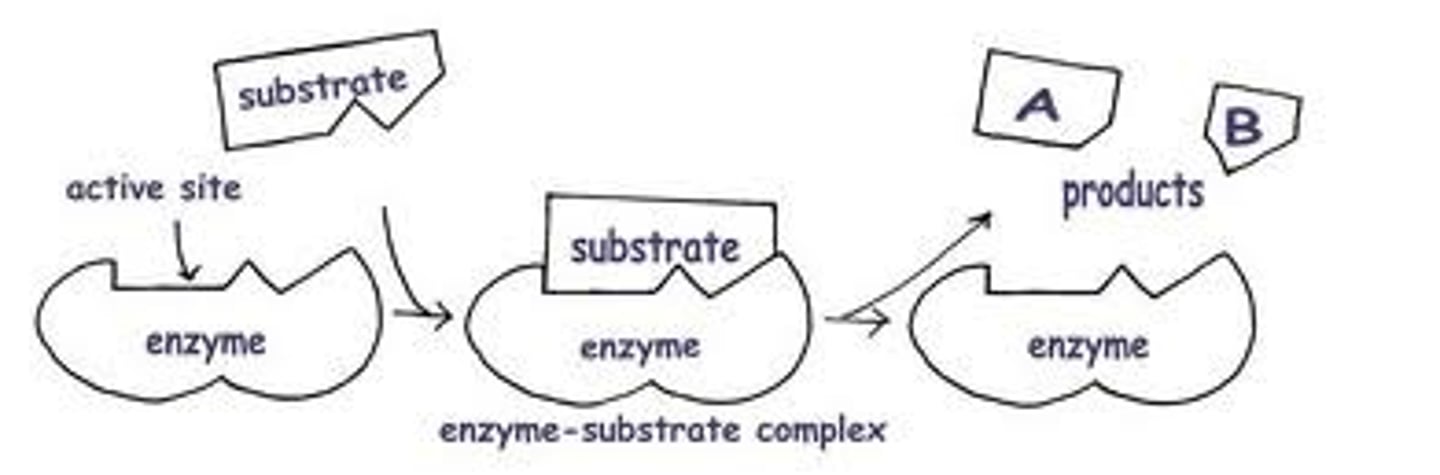 <p>1. Free Enzyme(Lock) + Substrate(Key). The enzyme has a cavity called the Active Site.</p><p>2. Enzyme-Substrate Complex. The substrate slots into the active site and forms a temporary structure called the Enzyme-Substrate Complex.</p><p>3. Chemical Reaction &amp; Product Formation. In the active site, the enzyme facilitates the chemical reaction to form products.</p><p>4. Release &amp; Reset. Newly formed products are released from the active site because they no longer have the specific key-shape required to stay locked. The enzyme is left completely unchanged</p>