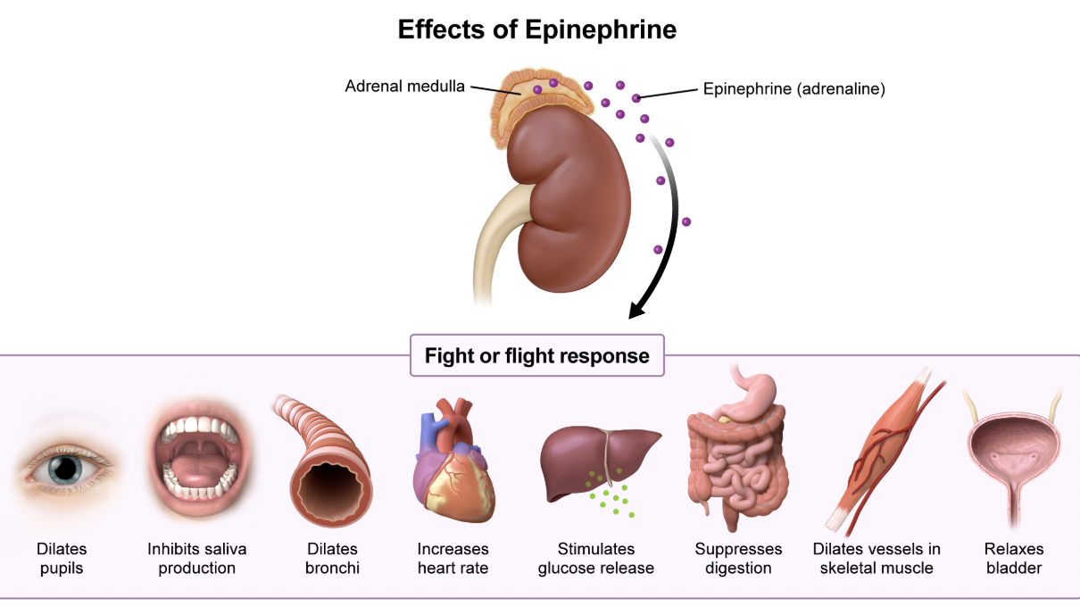<p>adrenal medulla </p><p></p><p><em>A. Anterior pituitary</em></p><p>The anterior pituitary releases tropic hormones that stimulate other endocrine glands (i.e., ACTH, TSH, LH, and FSH), as well as the nontropic hormones that stimulate their target organ directly (i.e., growth hormone and <span style="line-height: 1.6em;">prolactin</span>). The anterior pituitary is regulated by the hypothalamus.</p><p></p><p><em>B. Adrenal cortex</em></p><p><span style="line-height: 1.6em; font-size: inherit;">The adrenal cortex produces corticosteroids, including glucocorticoids (e.g., cortisol), mineralocorticoids (e.g., aldosterone), and low levels of androgens (male sex hormones).&nbsp;</span></p><p></p><p><em>D. Hypothalamus</em></p><p>The <span style="line-height: 1.6em; font-size: inherit;">hypothalamus</span> works closely with the pituitary gland and is responsible for the maintenance of homeostasis in the body. It produces and releases both direct and tropic hormones with a variety of effects on the body.</p><p></p><p><em>E. Thyroid gland</em></p><p>The <span style="line-height: 1.6em; font-size: inherit;">thyroid</span> is a large organ that produces T<sub>3</sub> and T<sub>4</sub>, which increase overall metabolism levels in the body.&nbsp;</p>