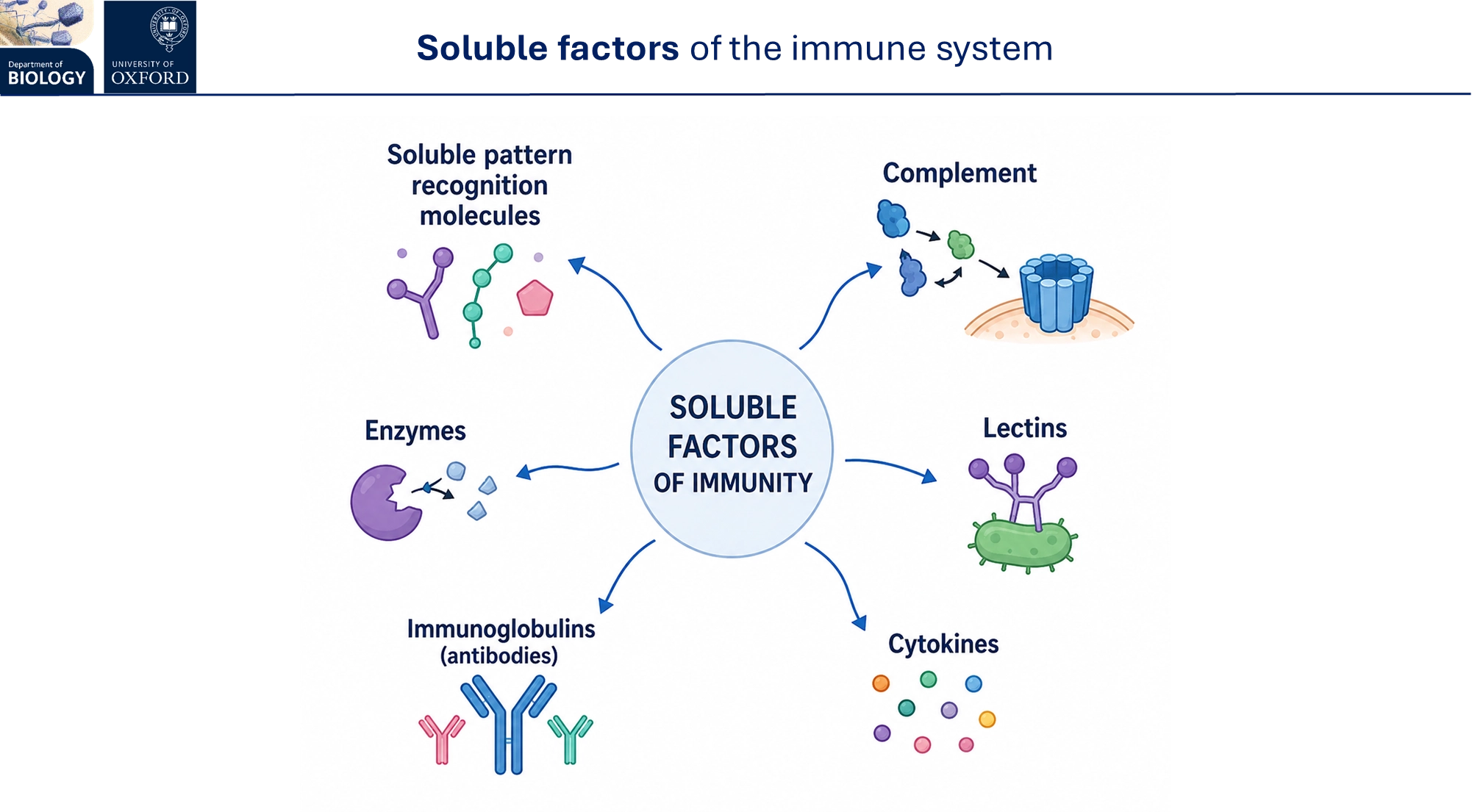 <ul><li><p>the <strong>complement </strong>is a system of <strong>plasma proteins</strong> that complement the <strong>innate </strong>immune response, triggering microbial lysis and increased phagocytosis</p></li><li><p><strong>lectins</strong> are <strong>proteins </strong>that <strong>bind </strong>to <strong>sugar </strong>on microbial surfaces to assist in recognition</p></li></ul><p></p>