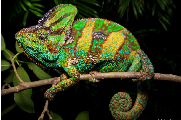 <p>Family: Chamaeleonidae</p>