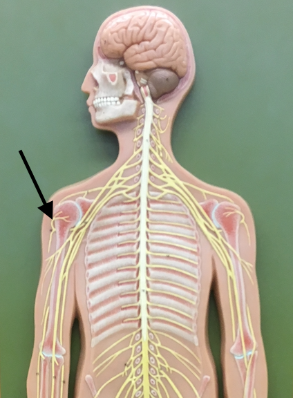 <p>Controls the deltoid and teres minor muscles.</p>