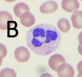 <p>What type of cell is this?</p>