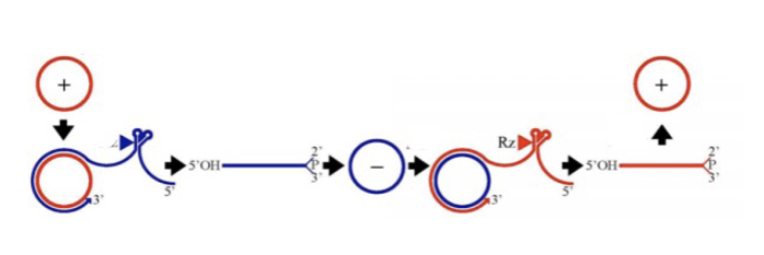 <p>Involves rna dependent RNA polymerase going around and around circular RNA, generating a ton of linear copies of the RNA. These linear copies form haripin loops via complementary watson crick base pairs. Hammerhead ribozymes can then form and self-cut the RNA at specific places, regenerating circular RNA loops. Used by viroids to replicate (-) RNA into (+). </p>