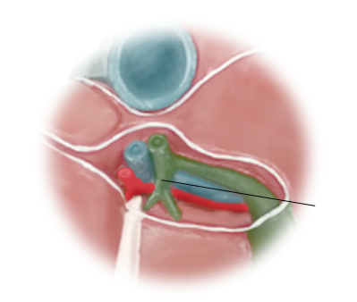 <p>Name the structure</p>