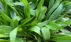 <p>Ozkolistni trpotec- Plantago lanceolata</p>