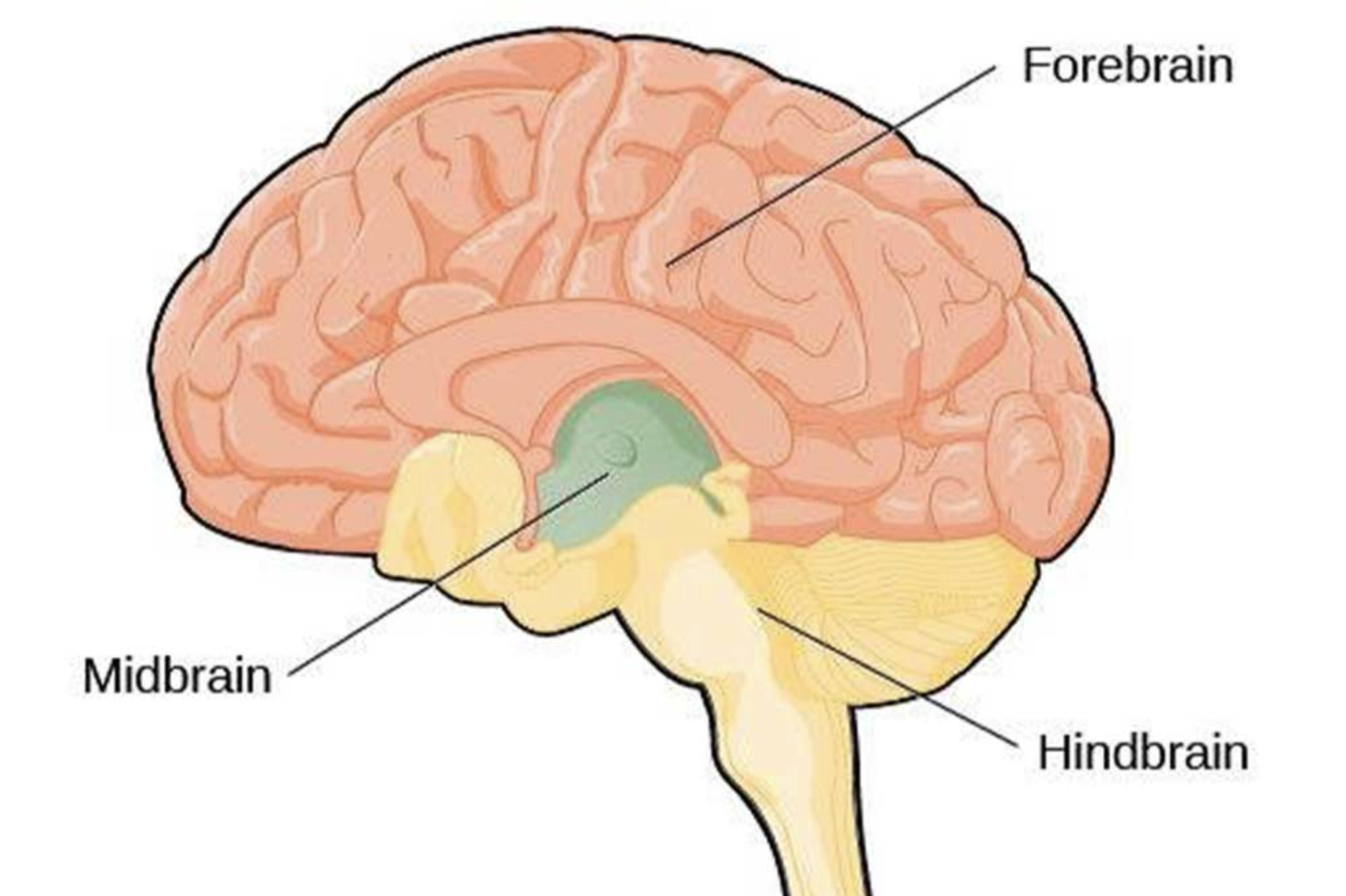 <p>Forebrain</p>