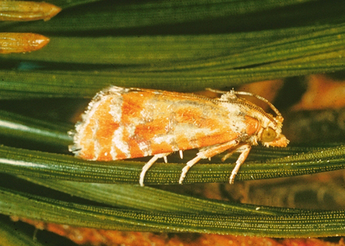 <p>what order is this insect found in?</p>