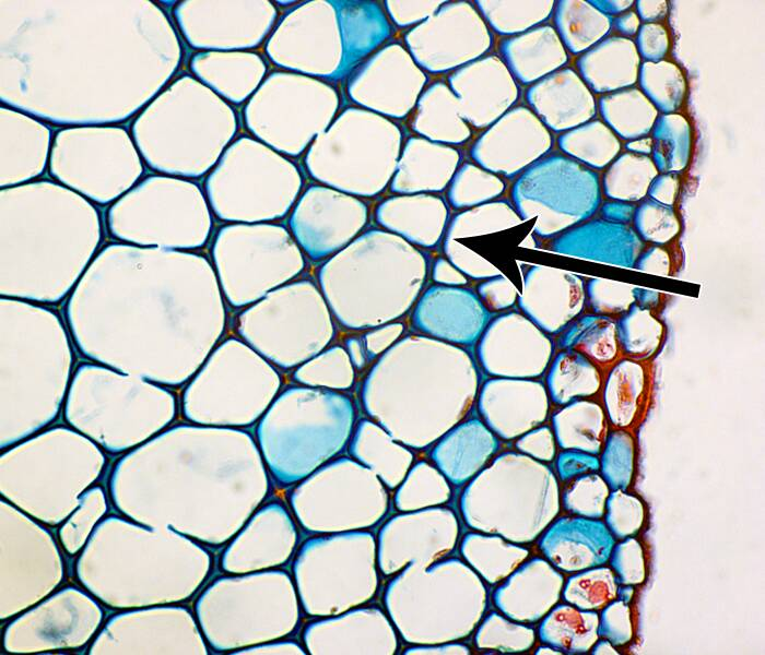 <p>Can refer to tissue or cell type. In plants, an elongated cell with primary cell walls thickened at the corners that provides support to growing plant parts; usually found as a simple tissue in strands along leaf veins and stalks. Alive at maturity</p>