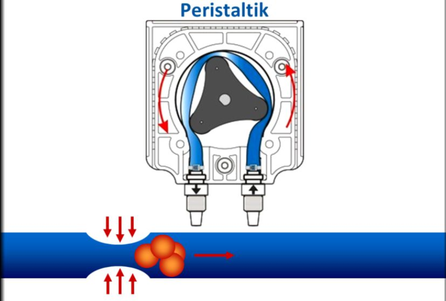 <p><span>Durch die Peristaltik</span><br><span>am Ende: Ösophagussphinkter (Mageneingang durch Ringmuskel verschlossen)</span></p>