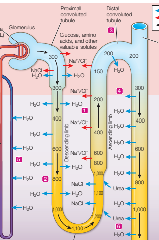 <p>the local interstitial fluid will become more concentrated by sodium and chlorine. that concentration pulls water out thereby making the limb more concentrated as you descend</p>