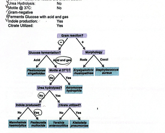 <p>You are given a pure culture of a bacteria but don't know what it is. You decide to perform a series of tests, the results are shown below:</p><p>What Bacteria is present in your sample? State your answer using the full binomial name with proper formatting.</p>