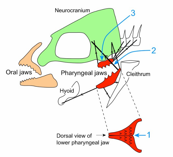 <p>Pharyngeal Jaw; extra jaw inside mouse with its own set of teetch. can shoot out to eat something </p><p></p><p>present in Cichlid Fish</p>