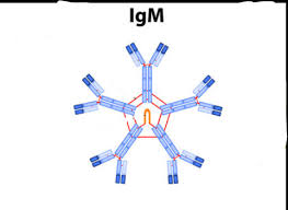 <p>_____ is the first Immunoglobulin (Ig) to increase in a new infection.</p>