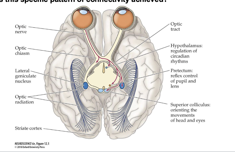 <p>Basic pathway of visual sensation (4)</p>