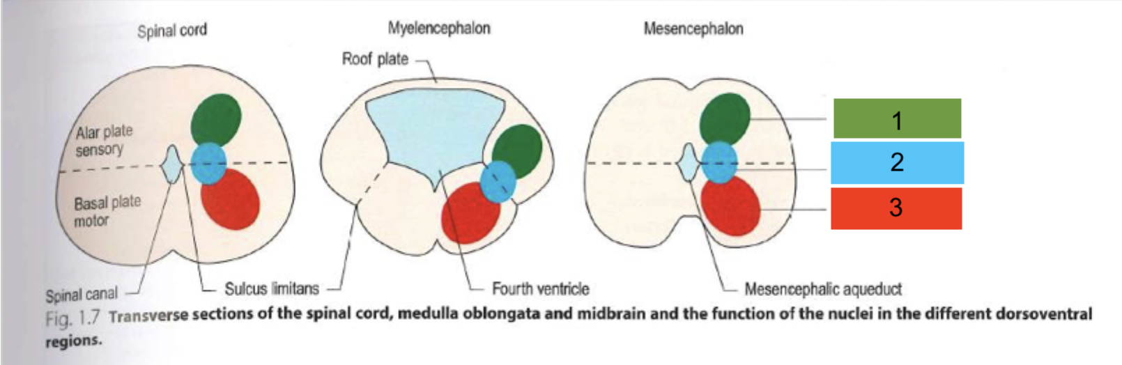 <p>What nerves are 2 (middle)?</p>