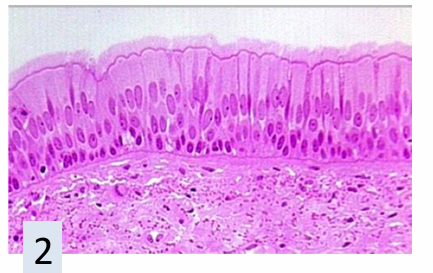 <p>what is this tissue</p>