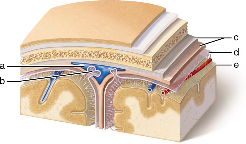 <p>Identify structures a-e in the frontal section</p>