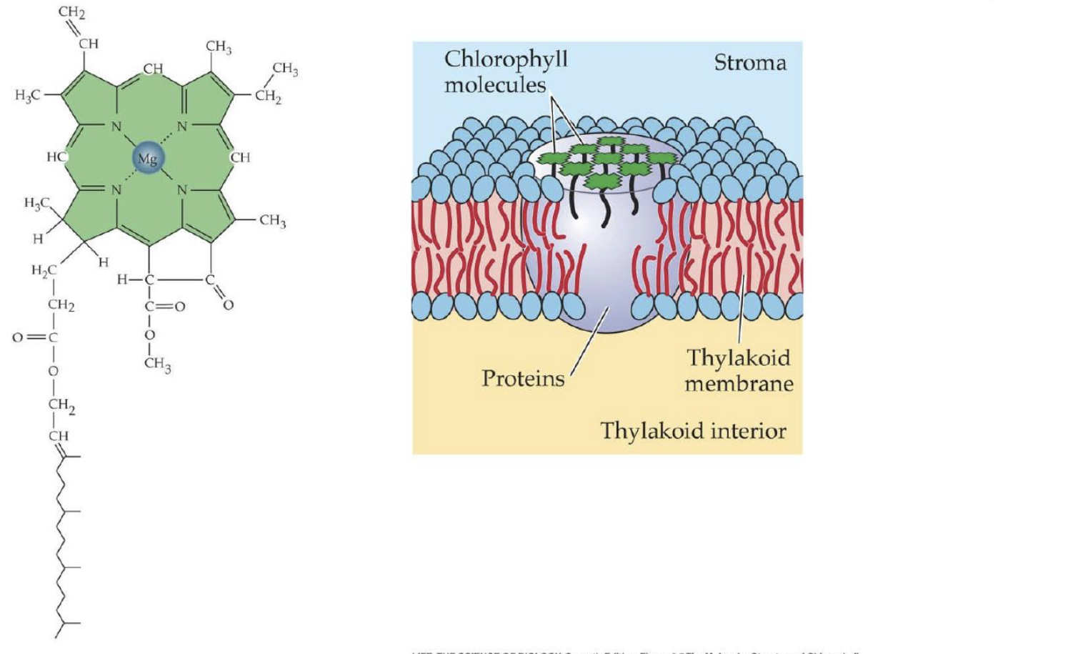 <p><strong>8.1-8.5 Photosynthesis &amp; Light Reactions:</strong></p>