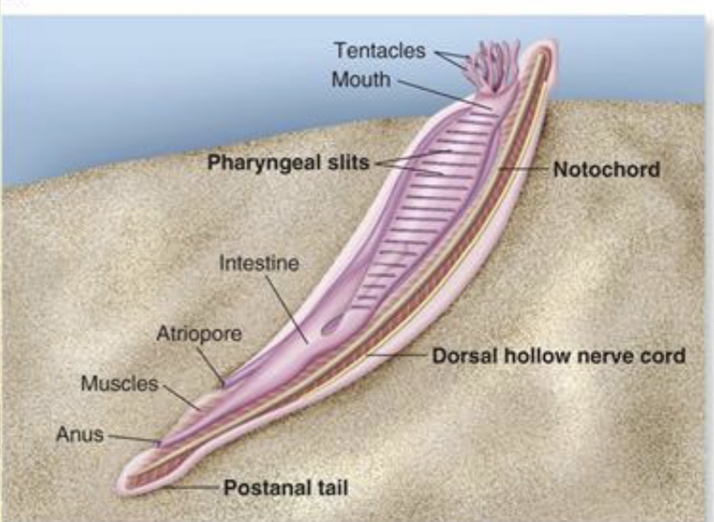 <p>• Lancelets</p><p>• Have a dorsal nerve cord, notochord, gill slits,</p><p>tail.</p><p>• Do not have jaws, sense organs, paired fins, a heart, or well developed brain.</p><p>• Can swim but prefer to stay buried in the sand.</p>