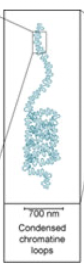 <p>spiral scaffold composed of topoisomerase II and about 15 non histone proteins</p><p>right before metaphase chromosome</p>