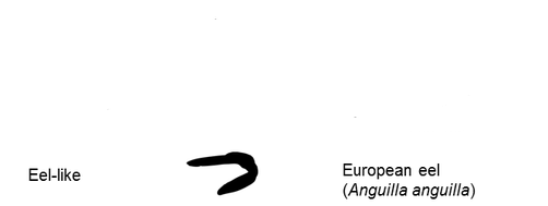 <p>Anguilliform</p>