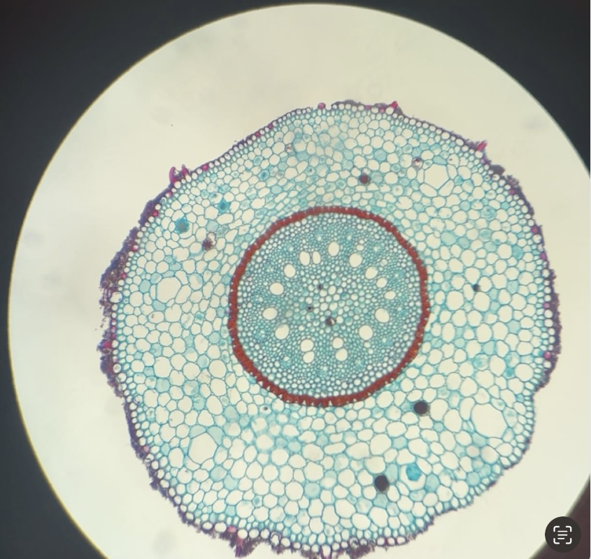 <p><u>Zea mays</u> root</p>