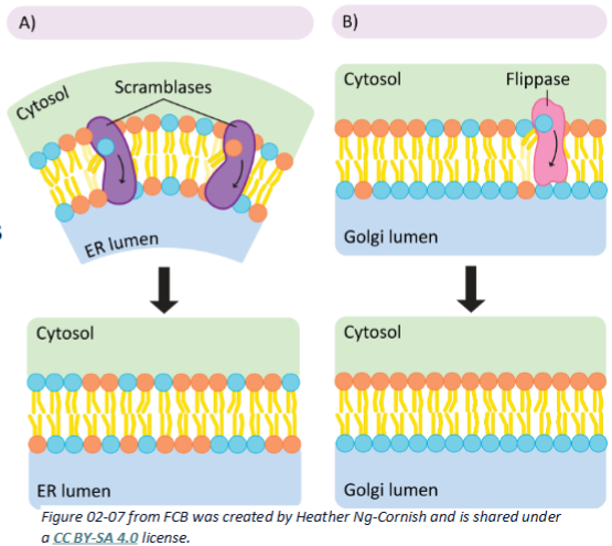 <ul><li><p>Scramblase randomly flips lipids from one leaflet to the other in order ease the curvature of the membrane</p></li><li><p>Flippase flips specific lipids from one leaflet to the other.</p></li></ul><p></p>