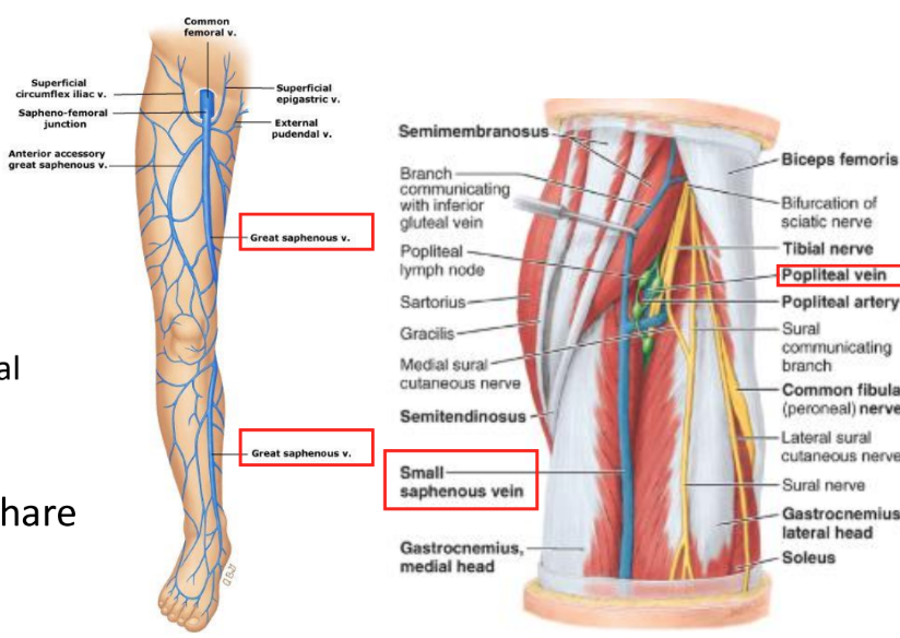 <p>superficial veins</p><ul><li><p>great saphenous v.</p><ul><li><p>medial lower leg</p></li><li><p>to femoral v. in femoral triangle</p></li></ul></li><li><p>small saphenous v. </p><ul><li><p>lateral lower leg</p></li><li><p>to popliteal v. in popliteal space</p></li></ul></li></ul><p>deep veins</p><ul><li><p>bundled with arteries, share a name</p></li></ul><p></p>