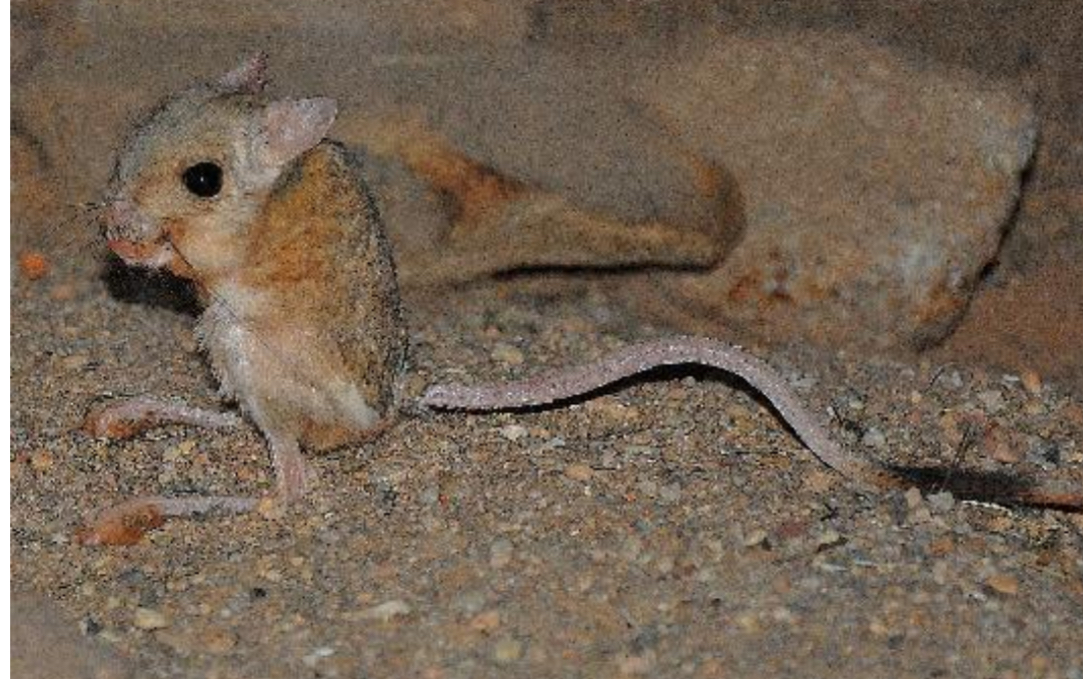 <p><span style="color: blue;">The “Jerboas” belong to what Family: ?</span></p>