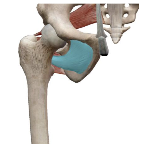 <p>What is the name, origin, and insertion of this muscle?</p>