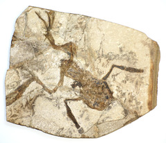 <p>A preserved remnant or impression of an organism that lived in the past. Example of geological evidence for evolution</p>