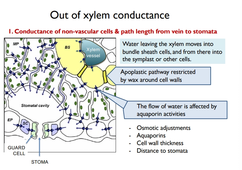 <p>the <strong>conductance</strong> (efficiency of water transport) in leaves is determined by:</p><ul><li><p>the <strong>xylem conductance</strong>- vessel composition, length, diameter + abundance and pit structure + density</p></li><li><p><strong>out-of-xylem conductance</strong>- conductance of cells, path length to stomata (minimised by fine veins in angiosperms), stomatal density + aperture</p><ul><li><p>the apoplastic pathway is initially restricted by the <strong>bundle sheath cells</strong> (lignin + suberin layer) around the xylem to control salts + pathogens- only path is through <strong>aquaporins</strong></p></li><li><p>this means conductance is also dependent on aquaporin activity, osmotic adjustments + cell wall thickness </p></li></ul></li></ul><p></p>
