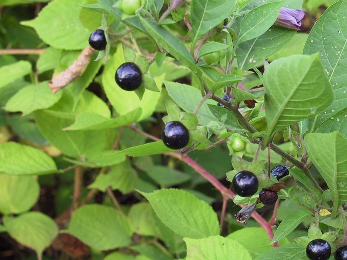 <p>Deadly member of the solanaceae family</p>