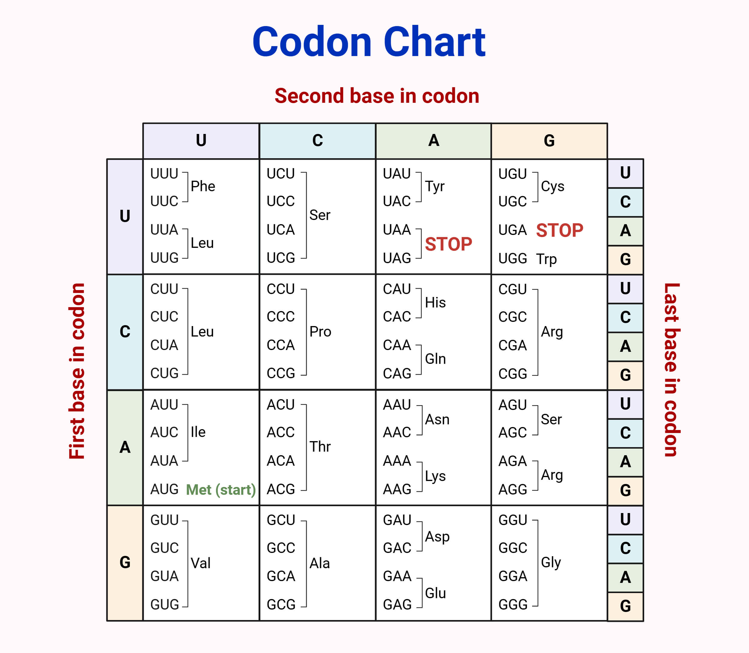 <p>Given the mRNA sequence:</p><p>5’–CCGAUGGCUACCUAAUGG–3’</p><p>What is the correct polypeptide?</p>