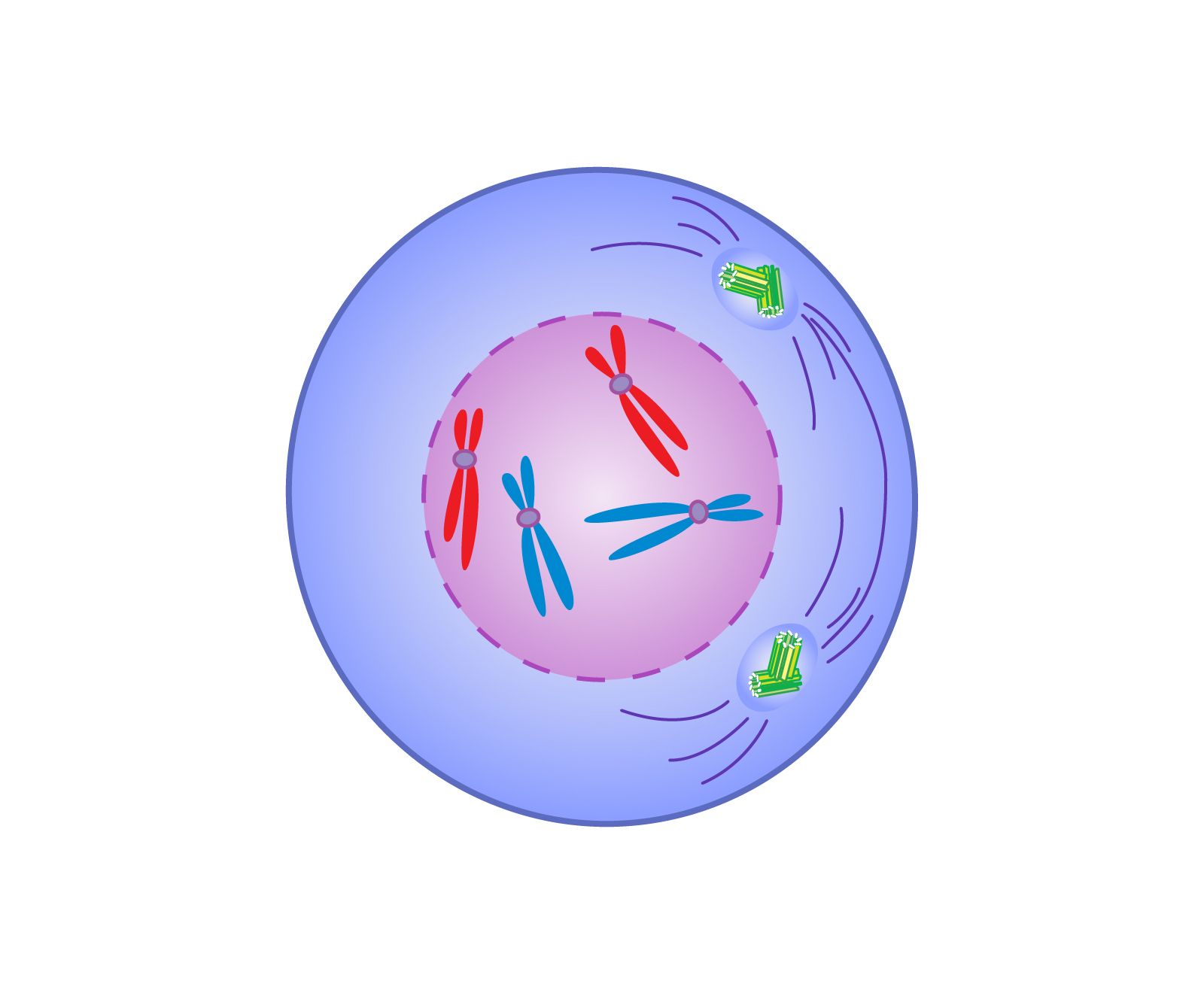 <p>Nuclear membrane starts to disappear </p><p>nucleus breaks apart </p><p>DNA starts to form chromosomes (like X’s) </p><p>centrun migrates- opposite sides of nucleus (kinda looks like a sun)</p>