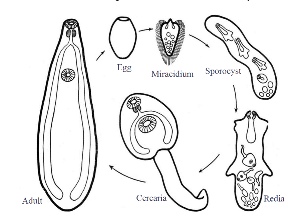<p>Egg- miracidium-sporocyst-redia-cercaria  </p>