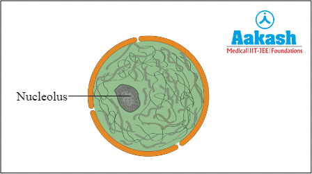 <p>dense region of chromatin found within the nucleus where ribosomes are made</p>