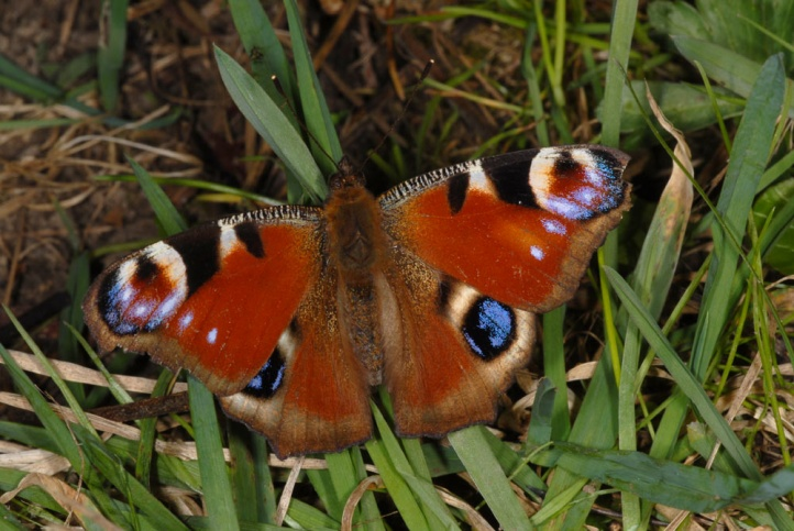 <p>rad:</p><p>druh:</p>