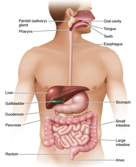 <ul><li><p>Teeth and tongue</p></li><li><p>Salivary glands</p></li><li><p>Liver</p></li><li><p>Gallbladder</p></li><li><p>Pancreas</p></li></ul><p></p>